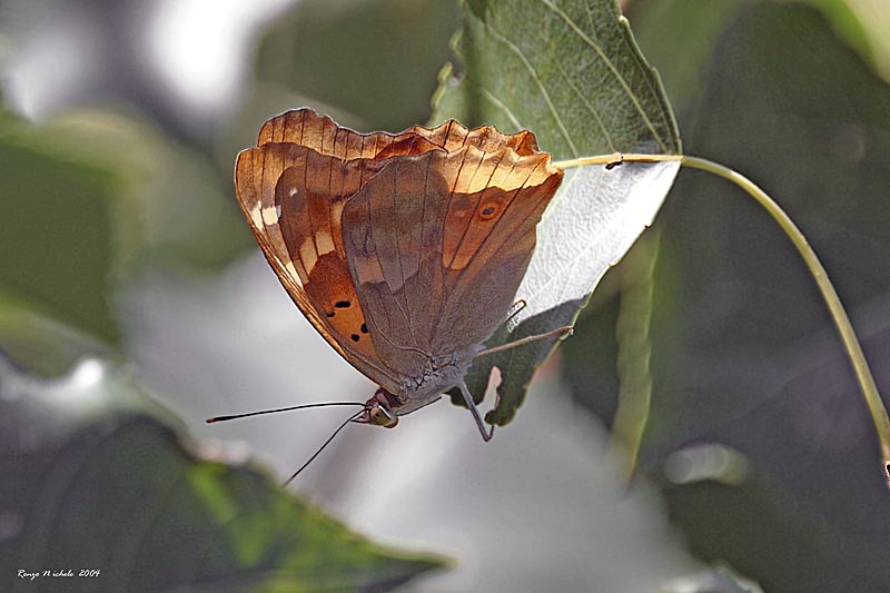 Vanessa atalanta, Apatura ilia, Zygaena filipendulae